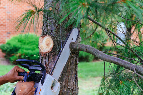 How Our Tree Care Process Works  in  Oostburg, WI